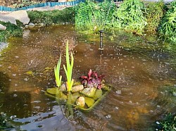 Teich